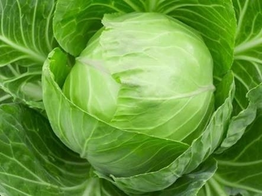 Picture of Cabbage