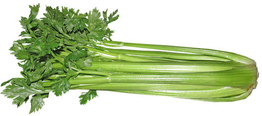 Picture of Celeri  per bunch