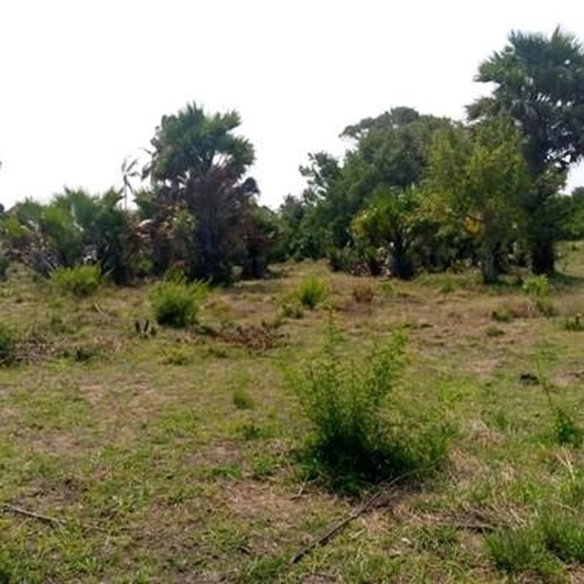 Picture of KIGAMBONI PLOTS (800 m2)