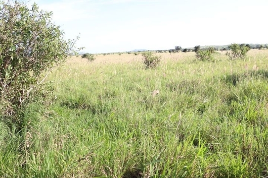 Picture of KIGAMBONI PLOTS (808 m2)