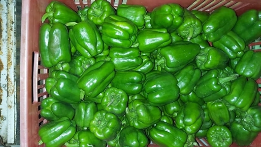 Picture of Green bell peppers (pilipili hoho)