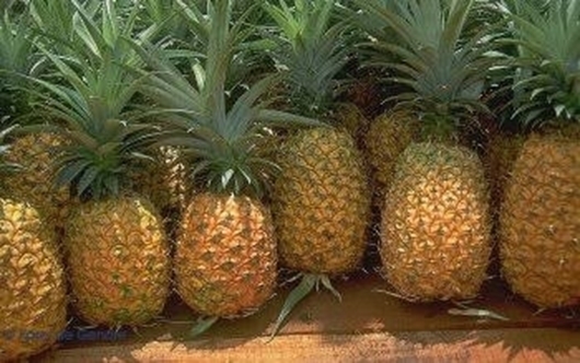 Picture of Pineapple  (nanasi)