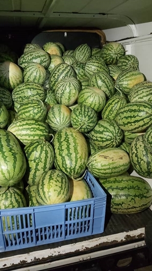Picture of Water melon (tikiti maji)
