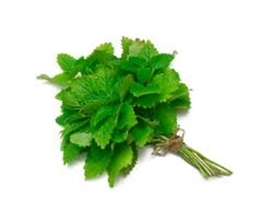 Picture of Mint (Herb)