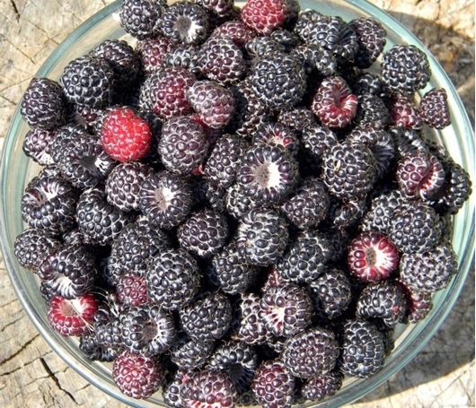 Picture of Blackberry