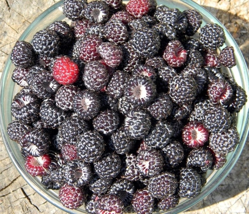 Picture of Blackberry
