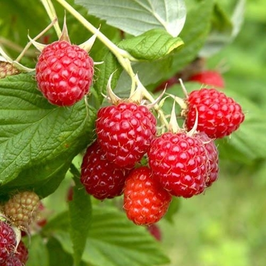 Picture of Imported Raspberry